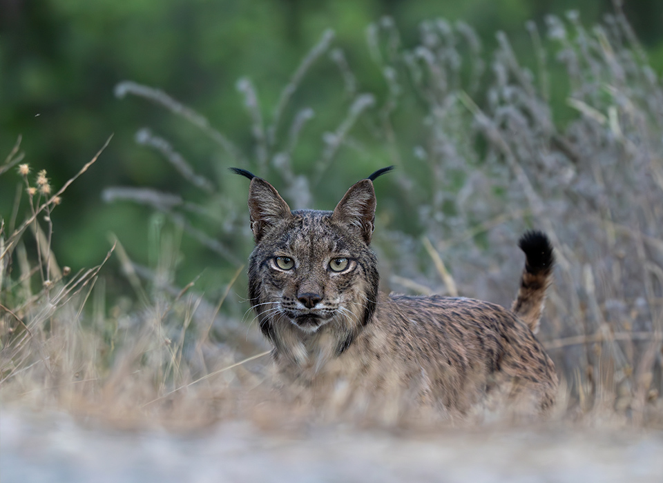 Lince ibérico entre la vegetación silvestre del entorno