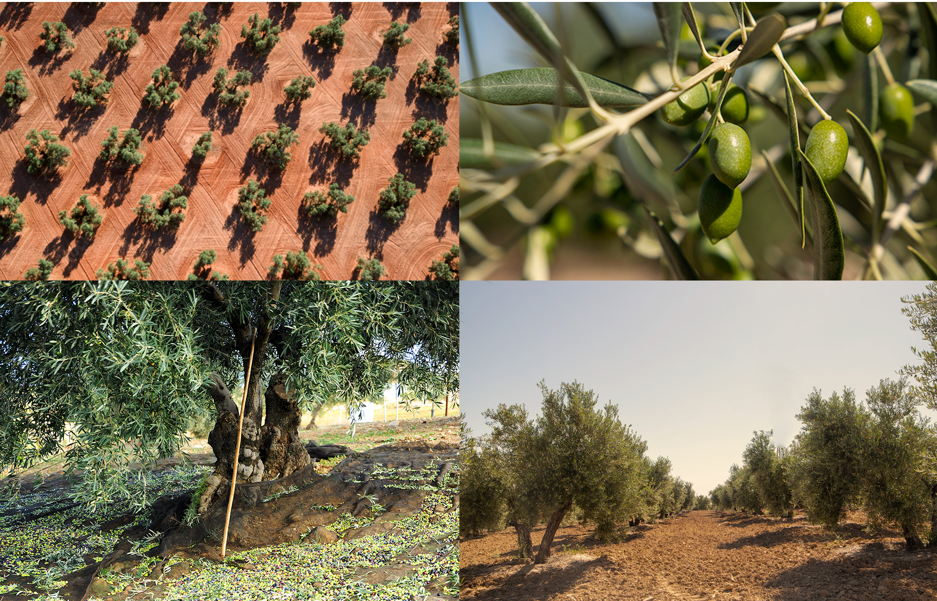 Mosaico del olivar: vista aérea, ramas con aceitunas, olivo centenario y camino entre olivares
